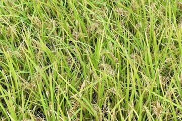 稲、収穫、9月、農業、農地、お米