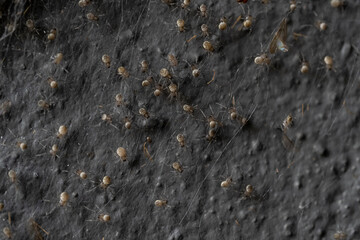 Baby orb weaver spiders, spiderlings, in nest