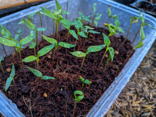 chili seeds begin to growth on plastic box and cocopeat planting media to maintain humidity, selective focus