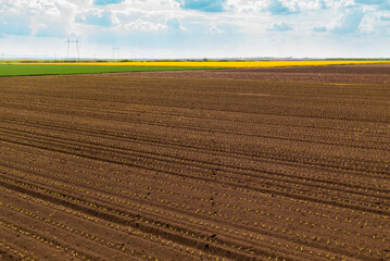 Drone photography of small corn sprouts field