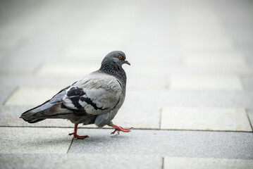 Pigeon in the city on the sidewalk