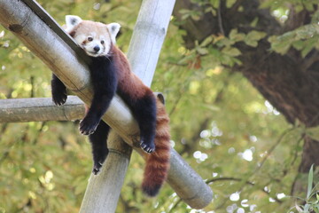 Obraz premium Panda roux