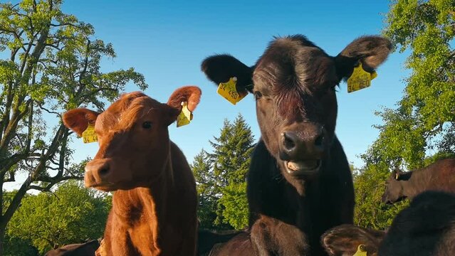 Two calves on a pasture with the blue sky in the background. Lovely animals who deserve to be cared for 
