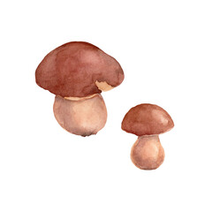 Porcini mushrooms. Watercolor hand-drawn art for greeting cards, invitations and interior decoration. Artistic illustration on white background.