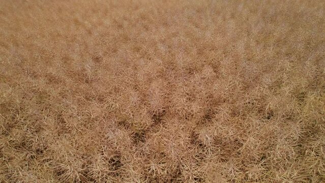 rapeseed ready for harvest (aerial view)
