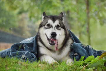 Alaskan Malamute dog covered with a blanket lies in the park