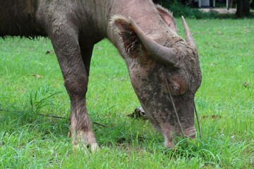 The albino buffalo is a rural animal with a unique genetic skin. with pinkish white skin, standing outdoors in Thailand