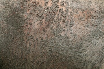close-up photo of Thai buffalo skin, buffalo skin texture