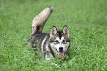 Alaskan Malamute dog in green grass