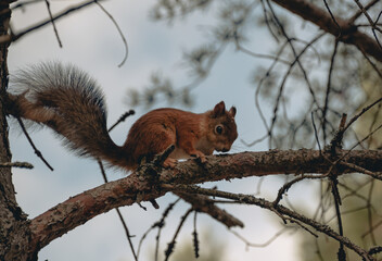 squirrel is on the tree. the nature.