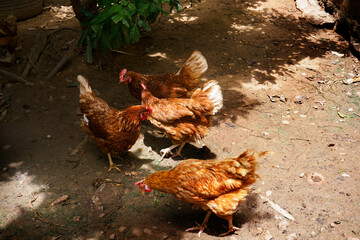Mother Hens chicken on a farm,range chickens on organic farm