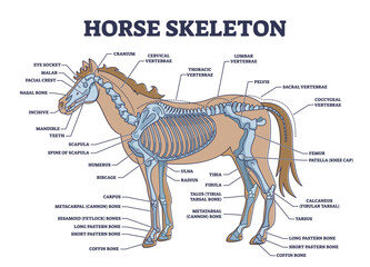 Horse skeleton with animal skeletal system and bone anatomy outline diagram. Labeled educational scheme with biological detailed explanation vector illustration. Stallion zoology with internal parts.