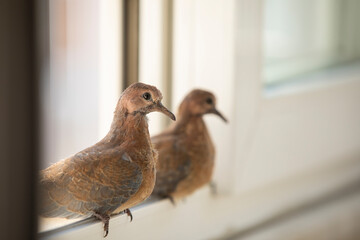 Dove Family Photo, Uskudar ıstanbul, Turkey