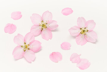 Fototapeta na wymiar Cherry Blossoms White background
