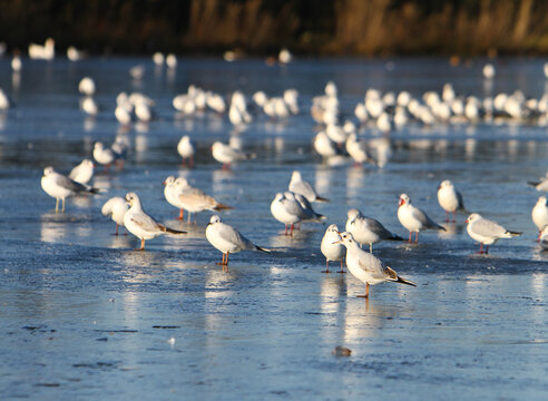 Keighley Tarn - Birds on Icy pond