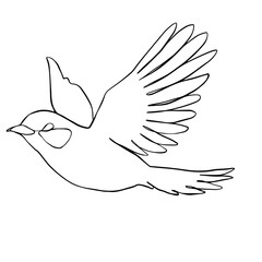 Bird line art illustration