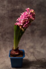 Small bright pink flower of hyacinth primrose in spring