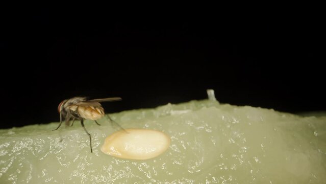 A fly runs over a melon and eat it, super macro on a black background.