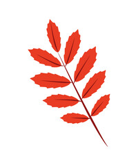 Rowan leaf and branch doodle vector illustration, isolate on white.