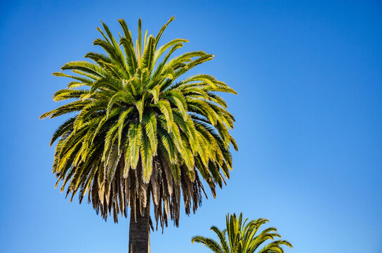 A palm tree against a clear blue sky on a summer's day in San Francisco, California.
