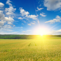 wheat field and bright sunrise.