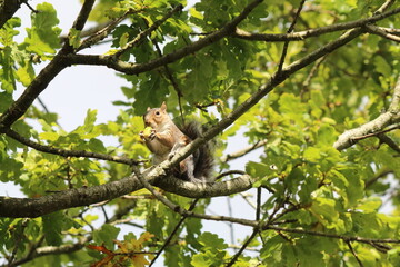 A squirrel sitting at the top of a tree and eating a green grape. This photo has been taken at a forest in Preston, Lancashire.