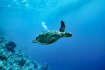 Obraz na płótnie Canvas Green sea Turtle (Testudines) mammal swimming in tropical underwaters. Turtles in underwater wild animal world. Observation of wildlife ocean. Scuba diving adventure in Ecuador coast. Copy text space