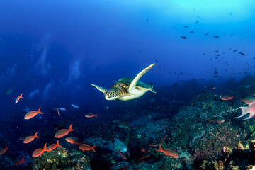 Fototapeta na wymiar Green sea Turtle (Testudines) mammal swimming in tropical underwaters. Turtles in underwater wild animal world. Observation of wildlife ocean. Scuba diving adventure in Ecuador coast