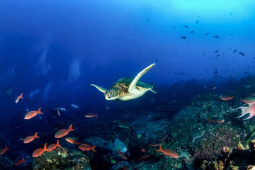 Foto op Canvas Green sea Turtle (Testudines) mammal swimming in tropical underwaters. Turtles in underwater wild animal world. Observation of wildlife ocean. Scuba diving adventure in Ecuador coast © Alex Vog