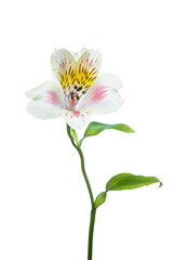 One white and pink flower alstroemeria isolated on white background.  Design object, element. for...