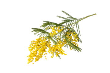Keuken spatwand met foto Bouquet of fresh spring yellow flower mimosa isolated on white background, as a gift for Mom's day or Valentine's day. Floral symbol of spring, heat and sun, png, DOF. Shallow depth of field © uv_group