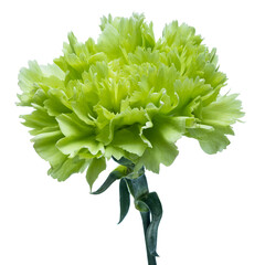 Green Carnation flowers isolated on white background. Floral object, clipping path. Delicate carnation head flower, composition for advertising and packaging design. DOF, shallow depth of field