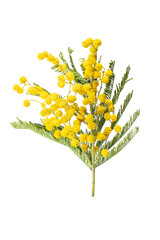 Bouquet of fresh spring yellow flower mimosa isolated on white background, as a gift for Mom's day or Valentine's day. Floral symbol of spring, heat and sun, png, DOF. Shallow depth of field - obrazy, fototapety, plakaty
