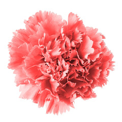 Pink Carnation flowers isolated on white background. Floral object, clipping path. Delicate carnation head flower, composition for advertising and packaging design. DOF, shallow depth of field