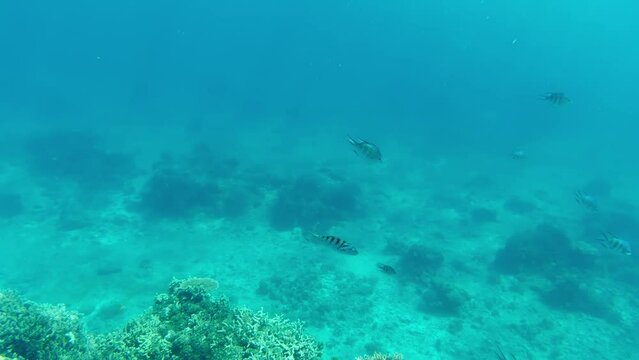 Underwater image of coral reef. Diving. Snorkeling.