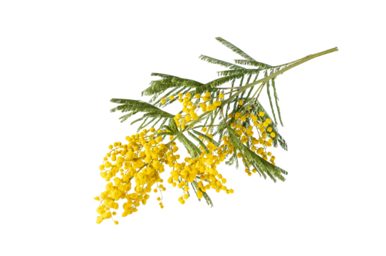 Bouquet of fresh spring yellow flower mimosa isolated on white background, as a gift for Mom's day or Valentine's day. Floral symbol of spring, heat and sun, png, DOF. Shallow depth of field