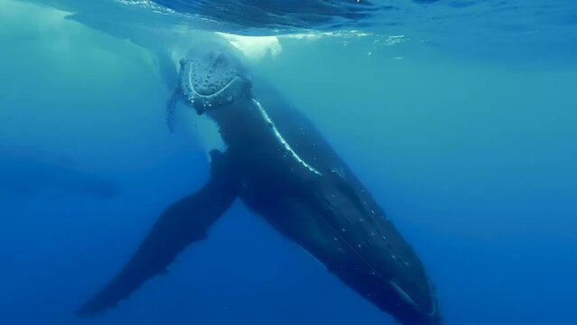 Diver photographs Humpback Whale and calf swimming, surfacing to breathe, French Polynesia.