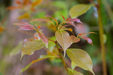Purple and green young leaves on a tree branch in spring