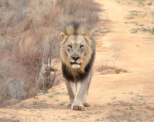 Big male lion walking in the grass
