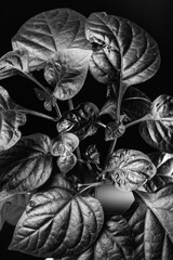 paprika sweet pepper leaves on black background home garden black and white