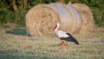 Obraz na płótnie Canvas Stork in the meadow. Hay mowed and pressed into bales. Stork looking for food in the meadow. A rural view.