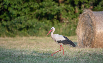 Stork in the meadow. Hay mowed and pressed into bales. Stork looking for food in the meadow. A rural view.