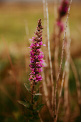 Pink Flower in West Cork Ireland 