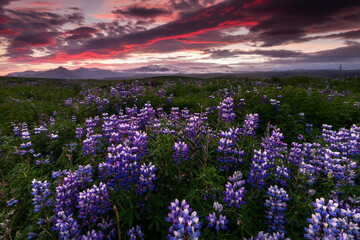 Lupine field in South Iceland. Skaftafell national park
