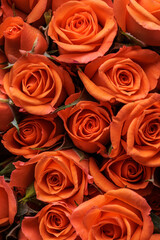 Bunch of fresh orange roses floral background