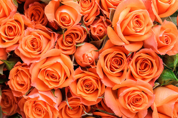 Bunch of fresh orange roses floral background