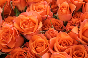 Bunch of fresh orange roses floral background
