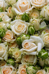 Bunch of fresh white pink pale roses floral background