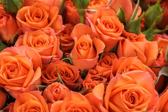 Bunch of fresh orange roses floral background