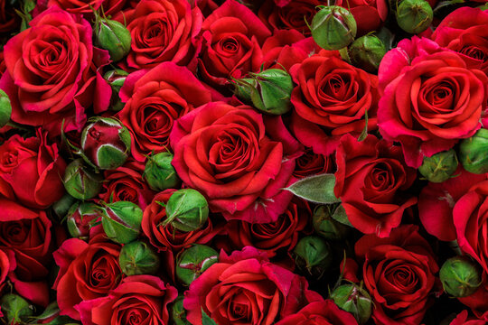 Bunch of fresh red roses floral background